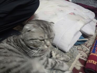 шотландская прямоухая: Шотландская вислоухая кошка (скоттиш-фолд) - Окрас: серебристый