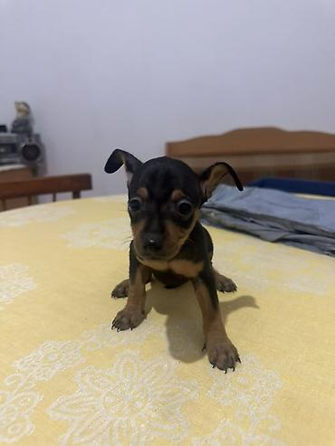 coban it: Miniatür pinçer — 5