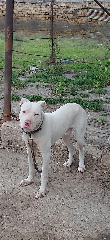 İtlər: Pitbul, 10 ay, Erkek, Peyvəndli — 1