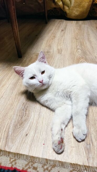 белый кошка: Отдам в хорошие добрые руки!! чисто белый мальчик 10 месяцев к лотку