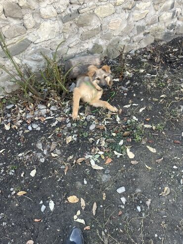 İtlər: 3 ay, Erkek — 8