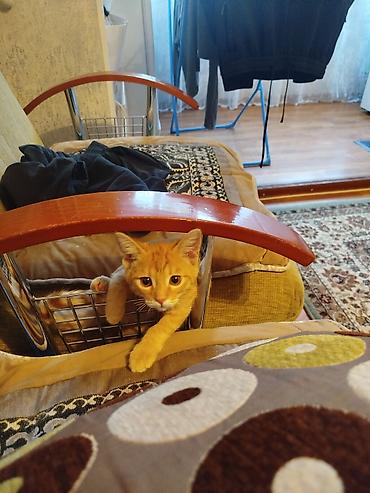 Кошка даром: Беспородная, Мальчик at lalafo.kg Кошка даром: Беспородная, Мальчик