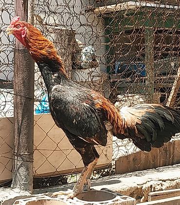 tutuquşu satışı: Heyratı xoruz satılır. Cinsi brazil, 1 yaş 6 aylıqdır. Bala almışam — 5