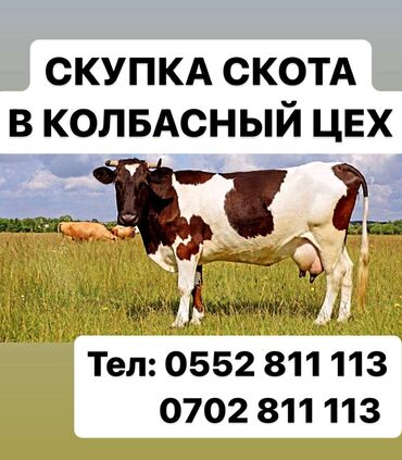 продается коза: Куплю | Лошади, кони | Любое состояние, Забитый, Круглосуточно