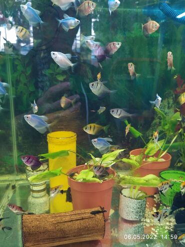 Рыбы: Рыбы — 3