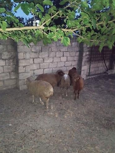 qoyun sekilleri: Salam 6 dene quzular satılır.bordaglig damazlıqa yaralıdır.real alıcı — 3