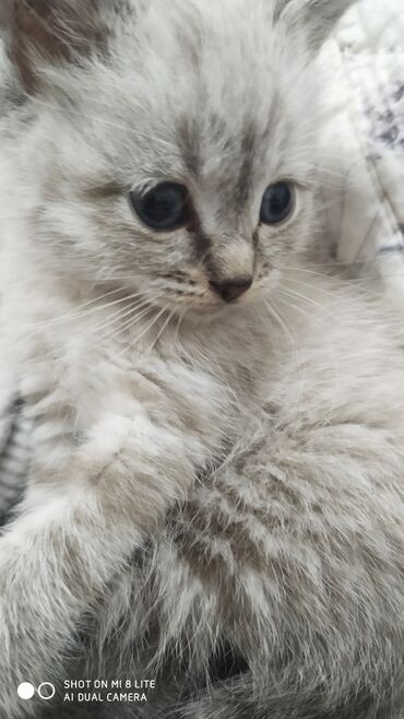 шотландский вислоухий кот рыжий: Малышка шотландка ищет свою маму очень воспитанная с голубыми глазами