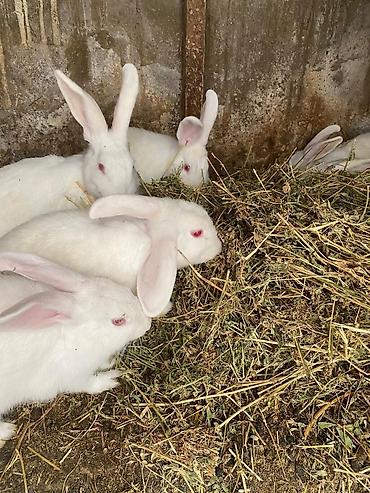 albino: 20 eded Ağ rəngli dovşanlar – təsərrüfat üçün məhsuldar ətlik/xəzlik — 1