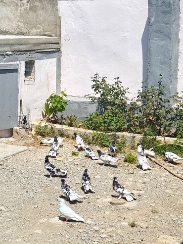 возьму собаку в хорошие руки: Salam 12 qarabasdi temiz qandilar tecili satiram pul lazimdi