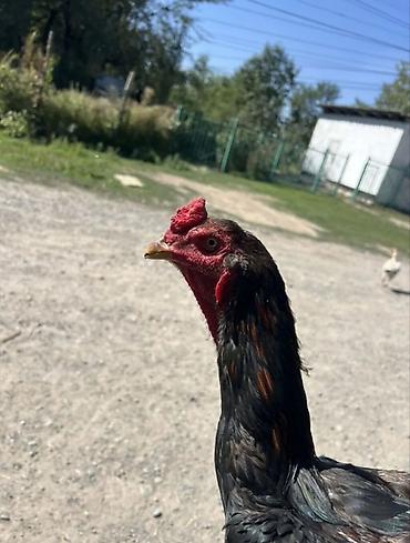 корейский куры: Продаю | Петух | Бойцовая | Для разведения — 5