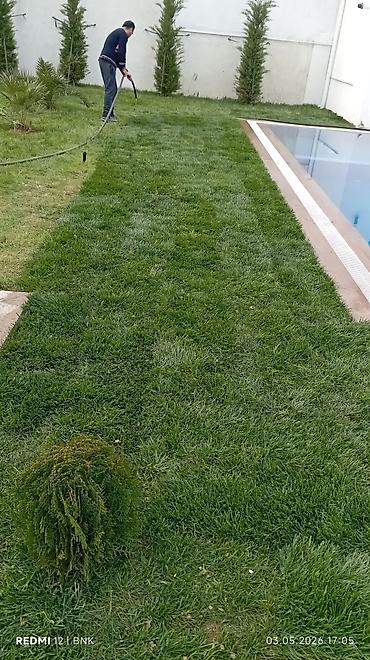Torf: Təbbi qazon danimarka enli yarpaq çatrlma xidməti,qurasdrma cidmeti — 13
