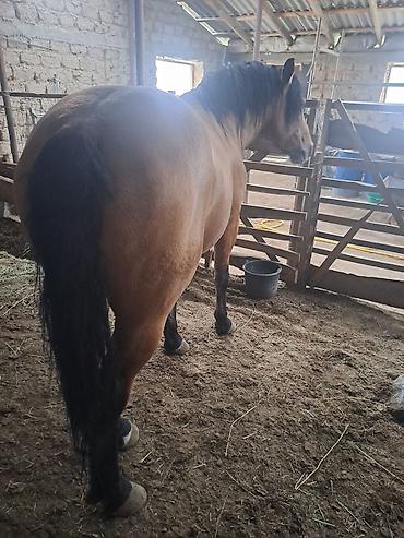 Лошади, кони: Продаю | Жеребец | Рабочий — 6