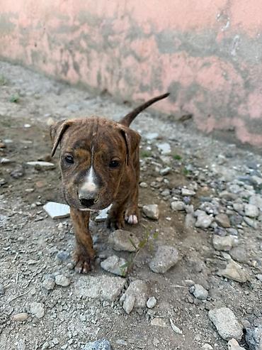 İtlər: Pitbul, 1 ay — 10