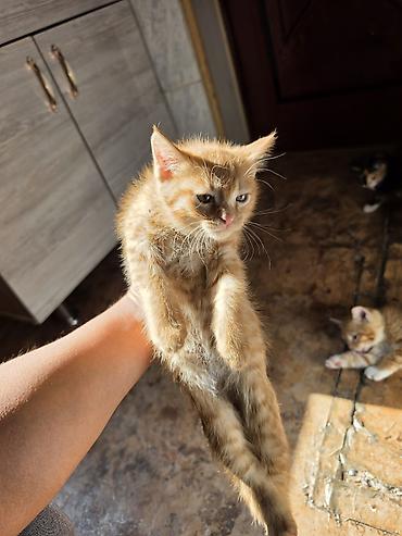 черные кошки: Раздаю котят даром . 4 рыжих и 2 черно рыжих.
детям не отдам котят ! — 4