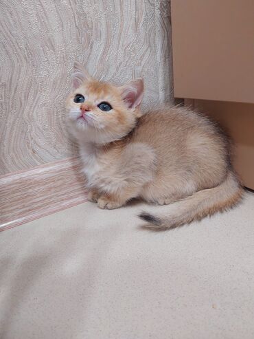 Pişiklər: Şotland, Dişi, Yaxşı əllərə, Ünvandan götürmə — 6