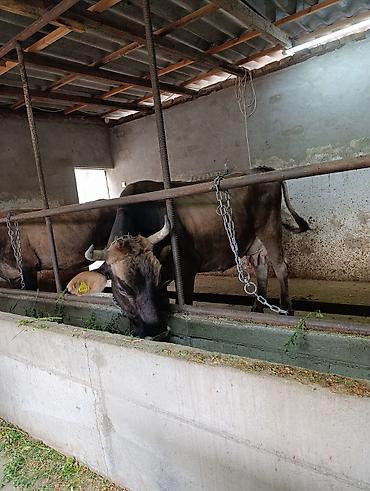 Коровы, быки: Продаю | Корова (самка) | Швицкая | Для молока | Стельные at lalafo.kg — 19 Коровы, быки: Продаю | Корова (самка) | Швицкая | Для молока | Стельные — 19