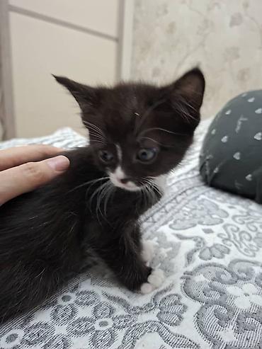 Мышыктар: Котята домашние, разного окраса: - Полосато-белый котёнок с короткими — 5