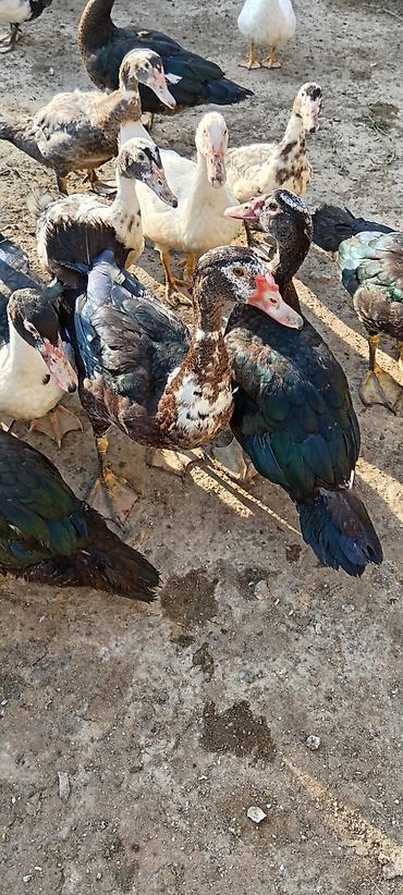 quş: Lal cins ördeylerdi her qiymete var 20 başlayır 60 qeder — 3