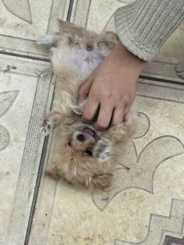 İtlər: Pekines, 2 ay, Peyvəndli — 5