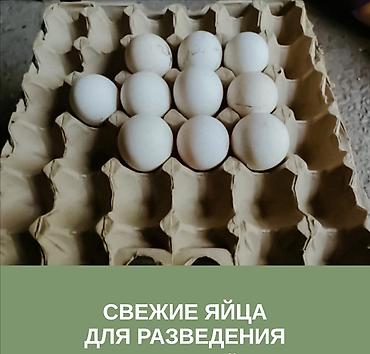 домашние яйца: Индюшиное яйцо "Черный принц".(инкубационные)1 шт 80с — 2