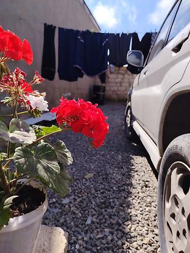 Həyət evi alıram: 100 kv. m, 4 otaqlı, İşıq — 12