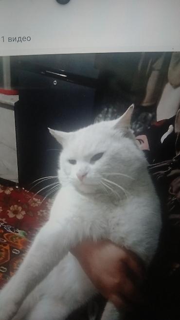 Продажа кошек: Скоттиш-фолд (шотландская вислоухая кошка). - Тип: домашний питомец — 7