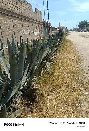 gila: Agave americana (Amerika aqavası) – böyük dekorativ sukulent - Növ — 4