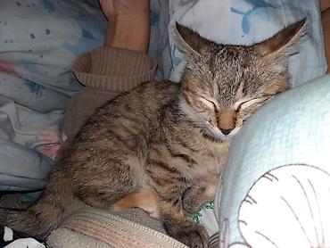 Отдам даром кошку: 6 месяцев, Девочка, Приучена к лотку — 7