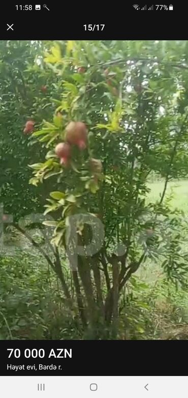 Həyət evləri və villaların satışı: TECİLİ Berde rayon hacìlar kendi yola yaxın 4 otaq zal heyetyani bag — 14