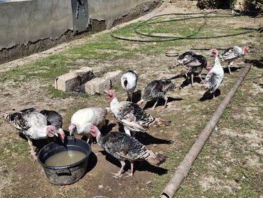 Коровы, быки: İnduşka və Ördəklər satılır
Ördək : 20 azn
İnduşka : 25 azn