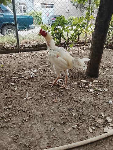 barter xoruz: Saqlamdi 1 il 3 aylıqdı tuleydedi heyvan tükünü deyisenen sora lap — 4