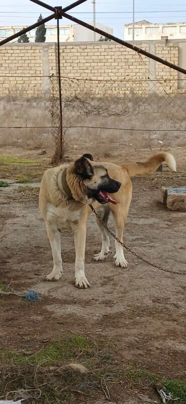 İtlər: Qurdbasar, 11 ay, Erkek, Peyvəndli, Ödənişli çatdırılma -da lalafo.az — 9 İtlər: Qurdbasar, 11 ay, Erkek, Peyvəndli, Ödənişli çatdırılma — 9
