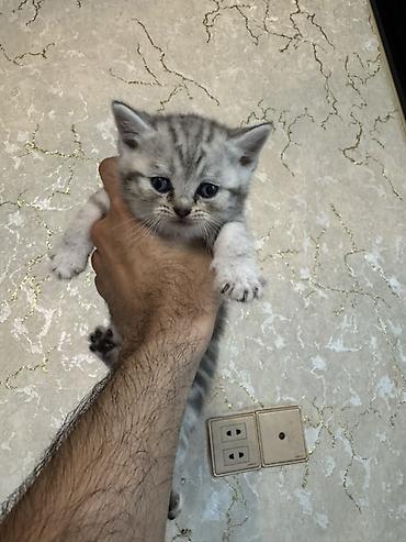 Pişiklər: Şotland yastı qulaq -da lalafo.az — 12 Pişiklər: Şotland yastı qulaq — 12