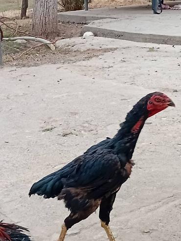 Куры, петухи: Продаю | Куры | Бойцовая | Для разведения — 5