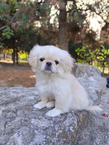джек рассел терьер баку: Pekines, 3 ay, Erkek, Peyvəndli