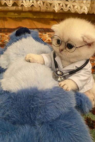 Pişiklər: Qızıl şinşilla, Erkək, Dişi — 5