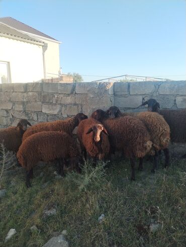 Qoyunlar, qoçlar: 9 baş qala cinsi quzular 3- ü erkək 6 sı Dişidir.öz Həyətimin — 6