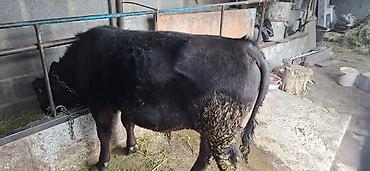 Коровы, быки: Продаю | Бык (самец), Тёлка | Ангус, Алатауская — 3