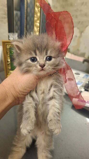 Pişiklər: Cins Paroda pişikləri. Şotland, Britan, Pers. Rəngləri də cür bə cür -da lalafo.az — 13 Pişiklər: Cins Paroda pişikləri. Şotland, Britan, Pers. Rəngləri də cür bə cür — 13