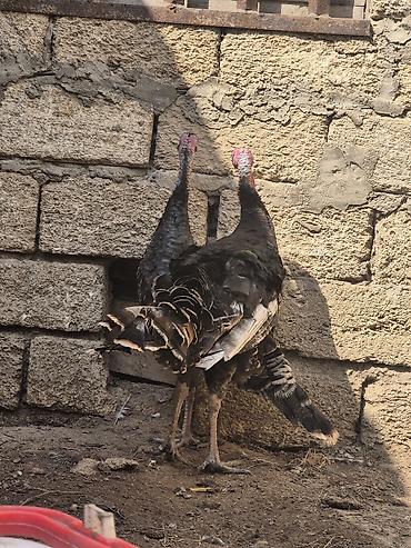 hinduşka: Erkək, Kanada, Damazlıq, Ödənişli çatdırılma — 3