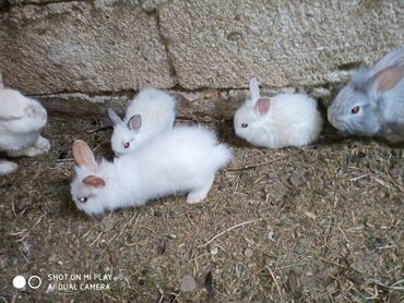 Dovşanlar: Kərlik ucuz qiymətə dovşanlar satılır krolik karliklar tüklü şir baş — 5