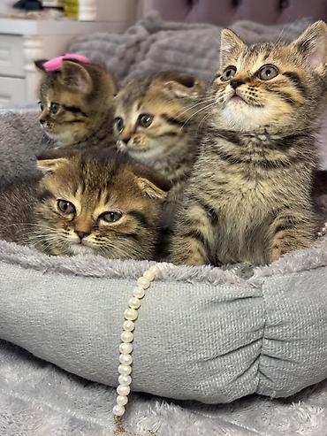 Pişiklər: Şotland — 8