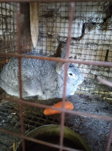 Кролики: Продаю | Крольчиха (самка) | Серый великан, Фландр | На забой, Для разведения