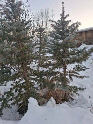 Декоративные деревья: Саженцы деревьев: Ели — 10