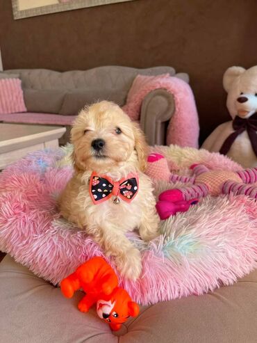 kreveti za pse novi sad: Registrovana odgajivacnica pasa "Happy Puppies" ima u ponudi stence