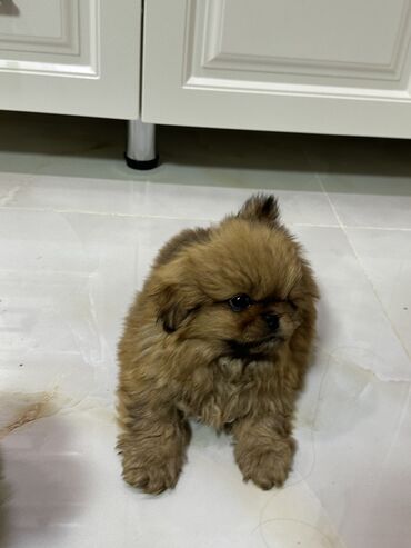 кане корсо в баку: Pekines, 1 ay, Erkek, Peyvəndli, Ödənişli çatdırılma