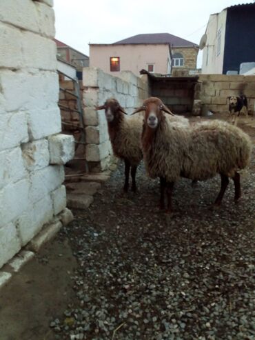 Qoyunlar, qoçlar: Qiymət cütünə ayıdır real alıcıya endirim olacaq boğaz heyvan di — 3