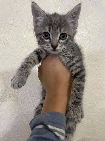 Продажа кошек: Котёнок, тигровый окрас (серо-чёрная полосатая шёрстка) — 6
