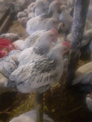 Toyuqlar: Serebrist və f6 cücələri tam sağlam ev şəraitində saxlanılan xoruz və — 3