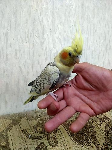 danisan papuqay satilir: Salam. 10 ayliq disidi. Dagistan sortudu.Sari perlovkadi. Oz yasina — 10